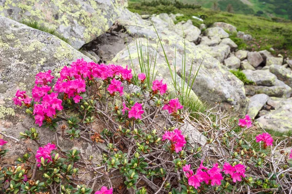 dağ orman gülleri çiçeklenir