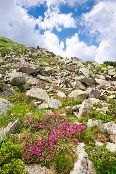 Rododendros flores en la montaña — Foto de Stock