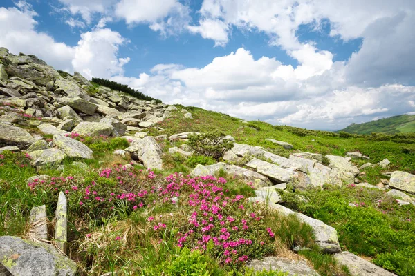 dağ orman gülleri çiçeklenir