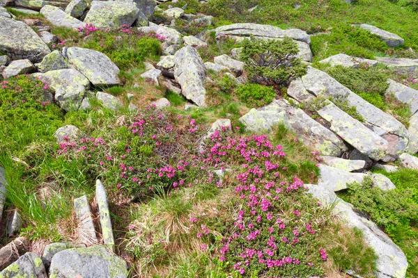dağ orman gülleri çiçeklenir