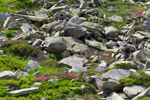 dağ orman gülleri çiçeklenir