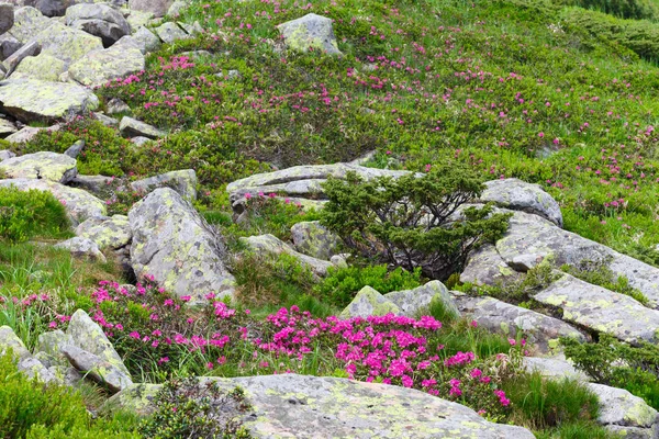 dağ orman gülleri çiçeklenir