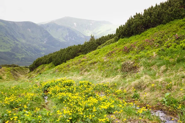 Sarı orman gülleri çiçekler