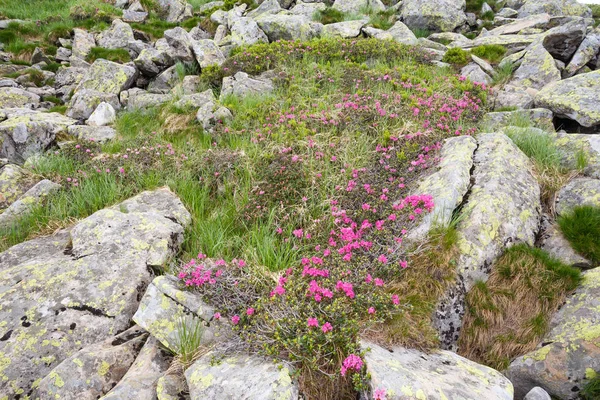 pembe orman gülleri çiçekler