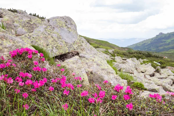 Rododendros rosados flores — Foto de Stock