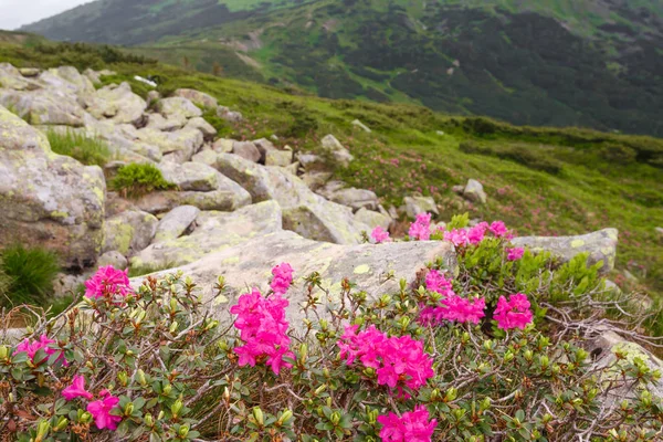 pembe orman gülleri çiçekler