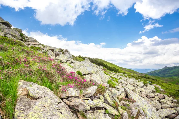 Rododendros rosados flores — Foto de Stock