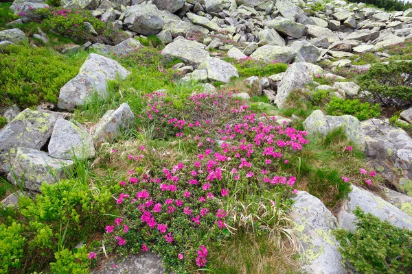 pembe orman gülleri çiçekler