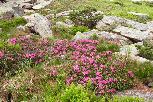 pembe orman gülleri çiçekler