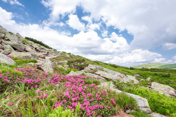 pembe orman gülleri çiçekler