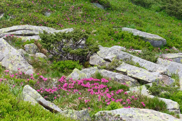 pembe orman gülleri çiçekler