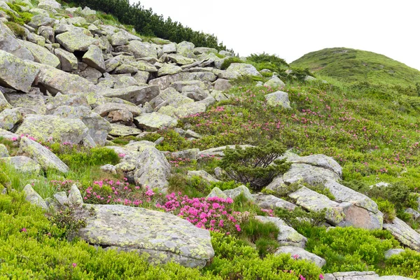 pembe orman gülleri çiçekler