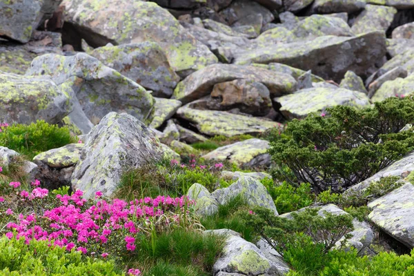 pembe orman gülleri çiçekler