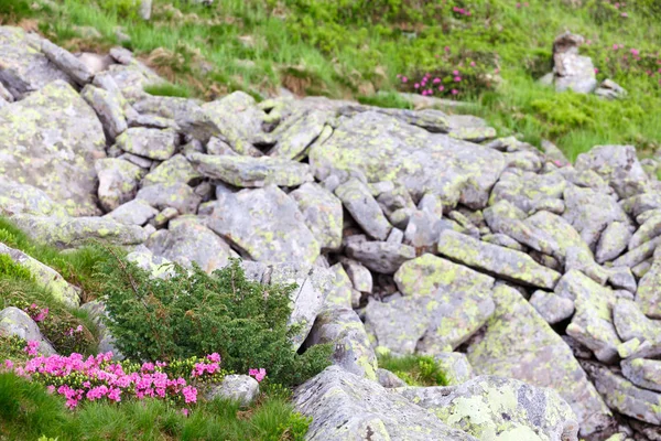 pembe orman gülleri çiçekler