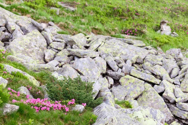 pembe orman gülleri çiçekler