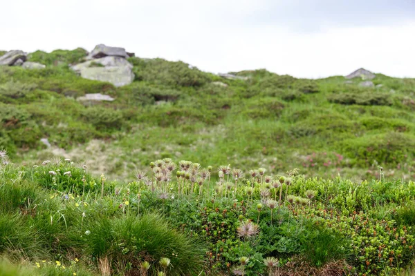 Bahar çiçekleri dağlarda