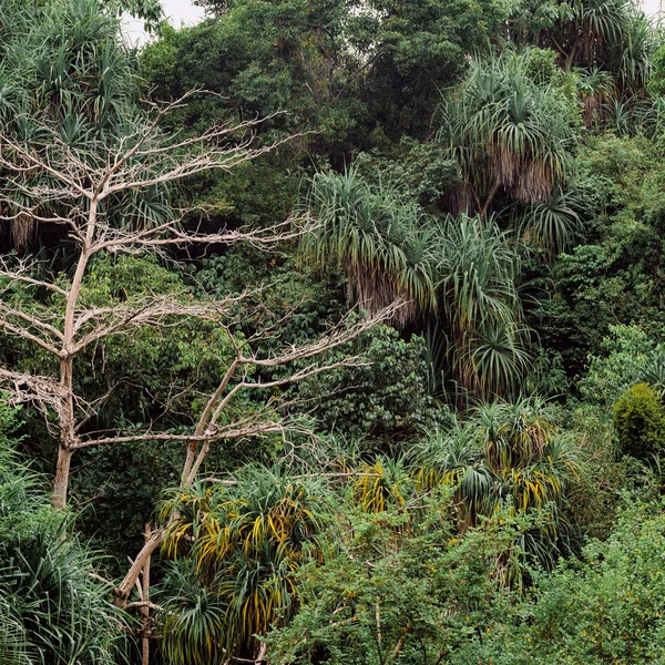 Foresta verde della giungla . — Foto Stock