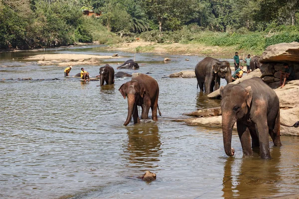 Elefanter som bader i elven . – stockfoto