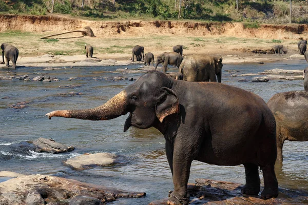 Olifanten Baden in de rivier. — Stockfoto