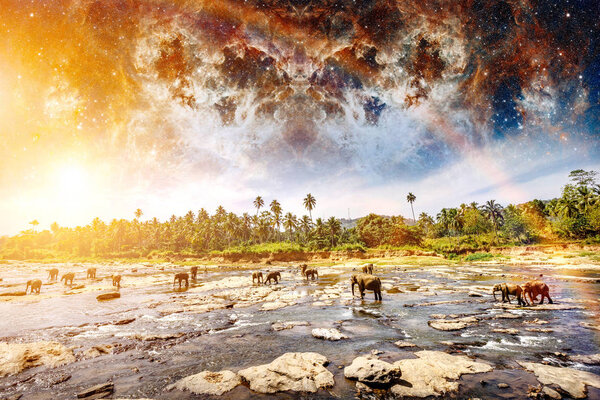 Слоны купаются в реке
.