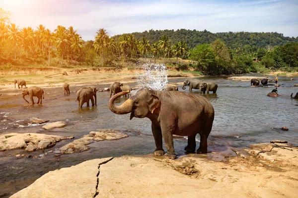 Elefantes bañándose en el río . — Foto de Stock