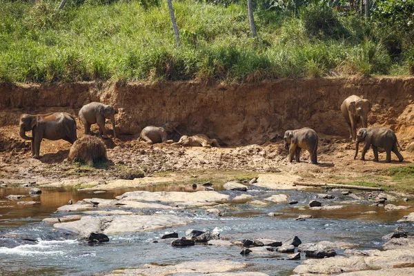Słonie, kąpiel w rzece. — Zdjęcie stockowe
