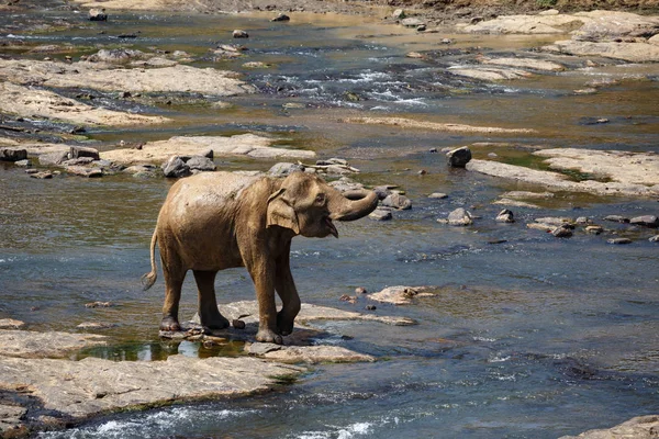 Elefante bañándose en el río . — Foto de Stock
