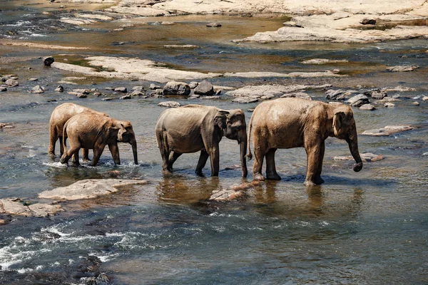 Слоны купаются в реке . — стоковое фото