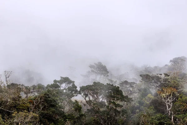 güzel tropikal peyzaj