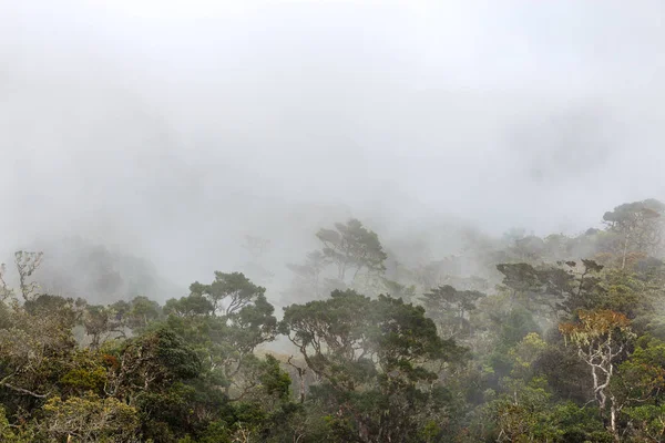 güzel tropikal peyzaj