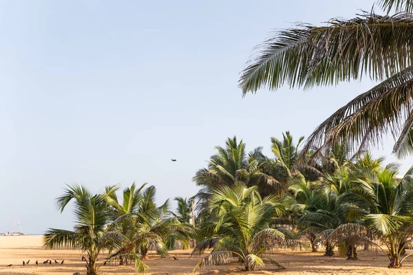 Tropiska palmer — Stockfoto