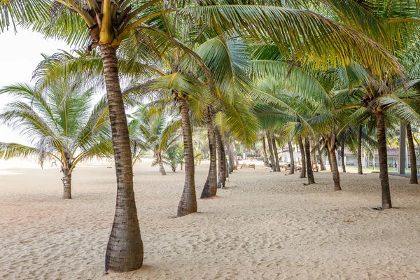 Palmeiras tropicais — Fotografia de Stock