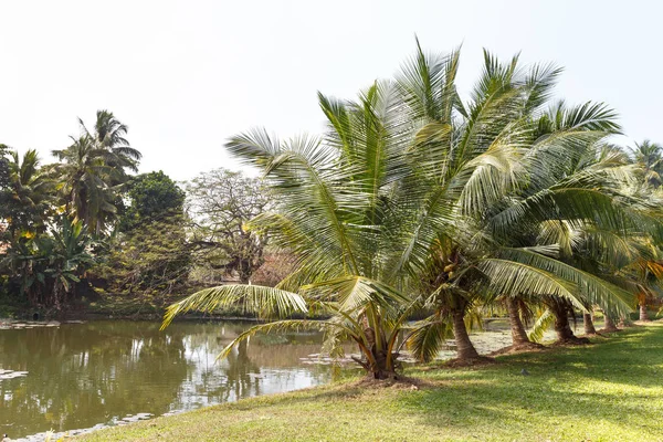 Tropik palmiye ağaçları
