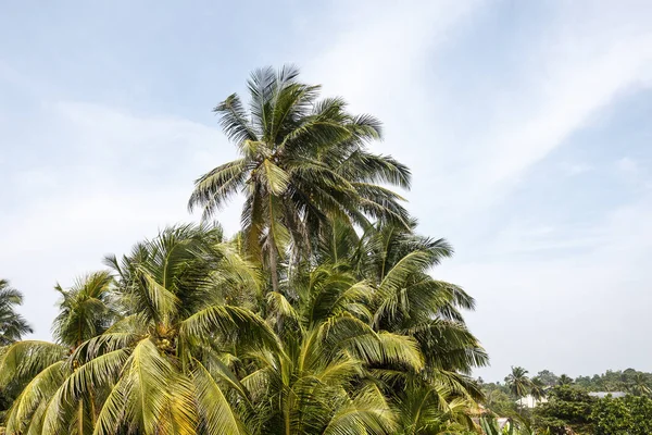 Palmeras tropicales — Foto de Stock