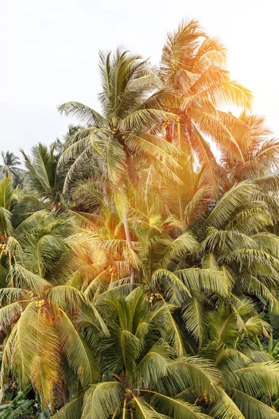 Palme tropicali — Foto Stock