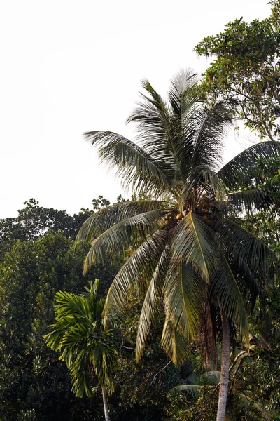 Palmeras tropicales — Foto de Stock