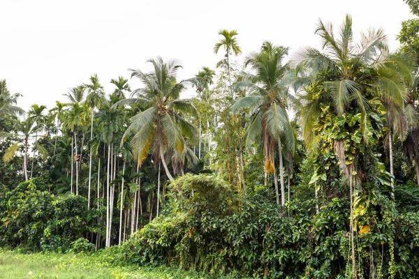 Palmeras tropicales — Foto de Stock