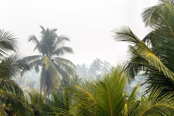 Tropik palmiye ağaçları — Stok fotoğraf