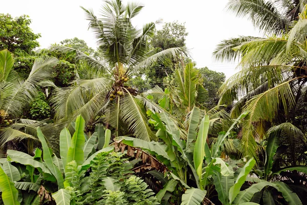 Palmeras tropicales — Foto de Stock