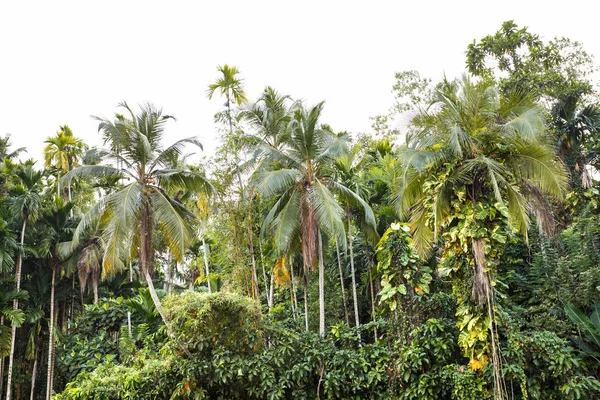 tropikal plaj manzara