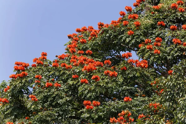 Ağaç dallarındaki çiçekler 