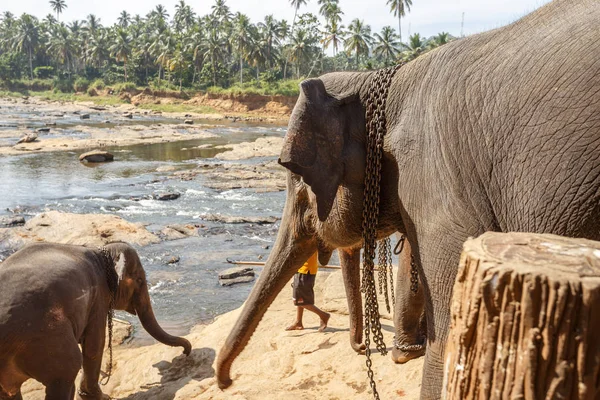 Słonie, kąpiel w rzece. — Zdjęcie stockowe