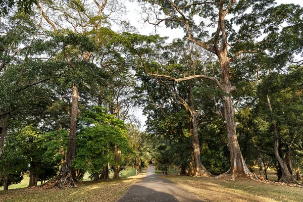 Hermosa naturaleza en Peradeniya —  Fotos de Stock