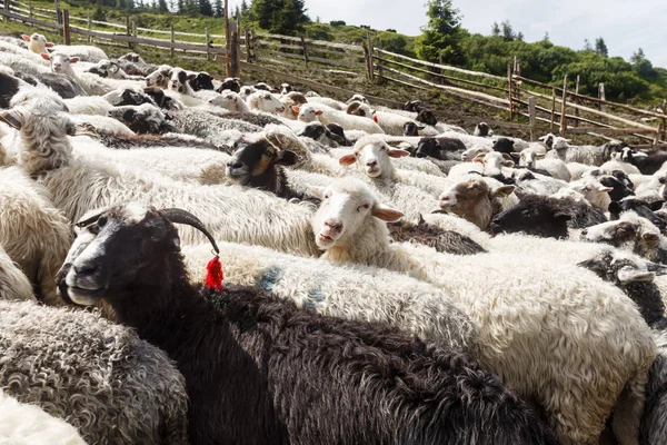 dağlarda koyun sürüsü