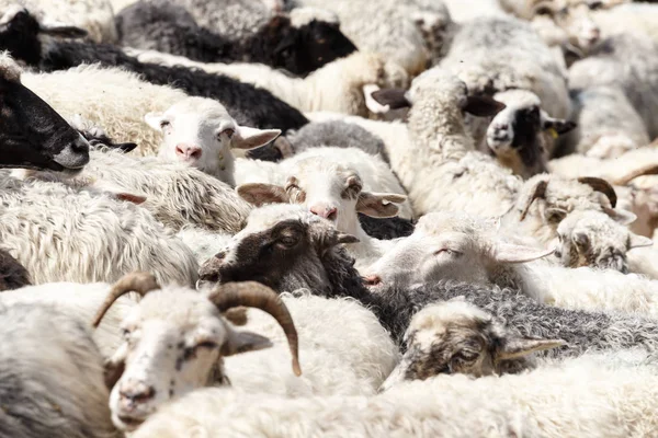 dağlarda koyun sürüsü