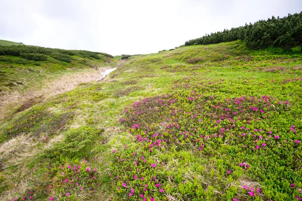 pembe orman gülleri çiçekler