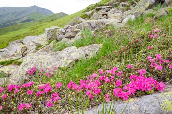 pembe orman gülleri çiçekler