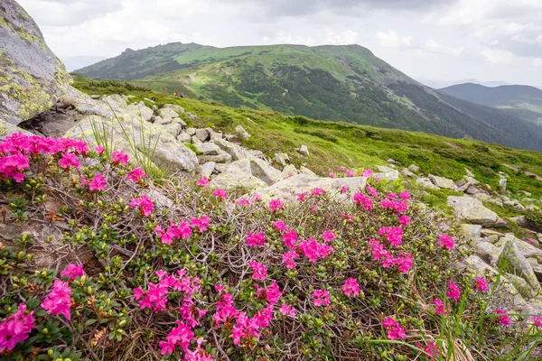 pembe orman gülleri çiçekler