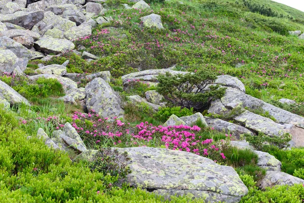 pembe orman gülleri çiçekler