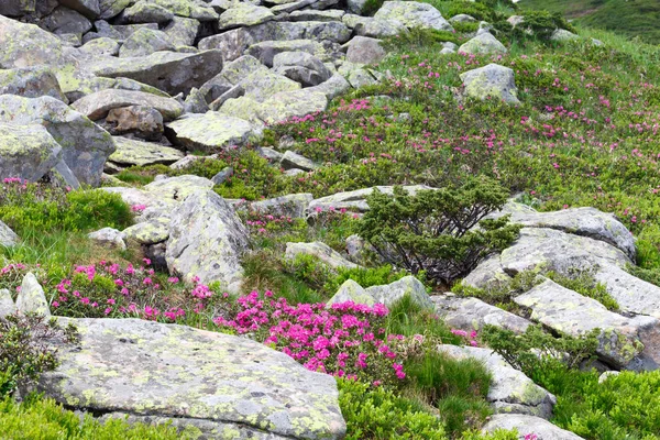 pembe orman gülleri çiçekler